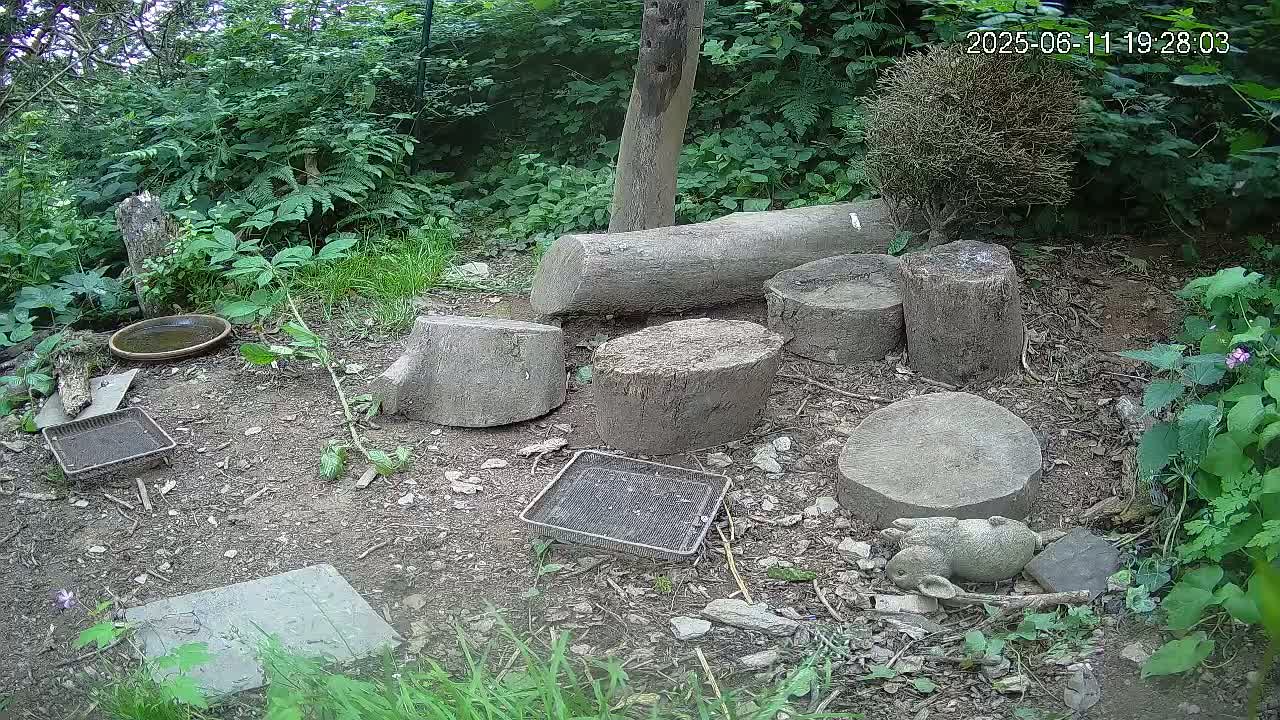 Cornwall, Badgers Watching Pigeon Feeder Live Cam -  Helston, Cornwall, South West, England, United Kingdom