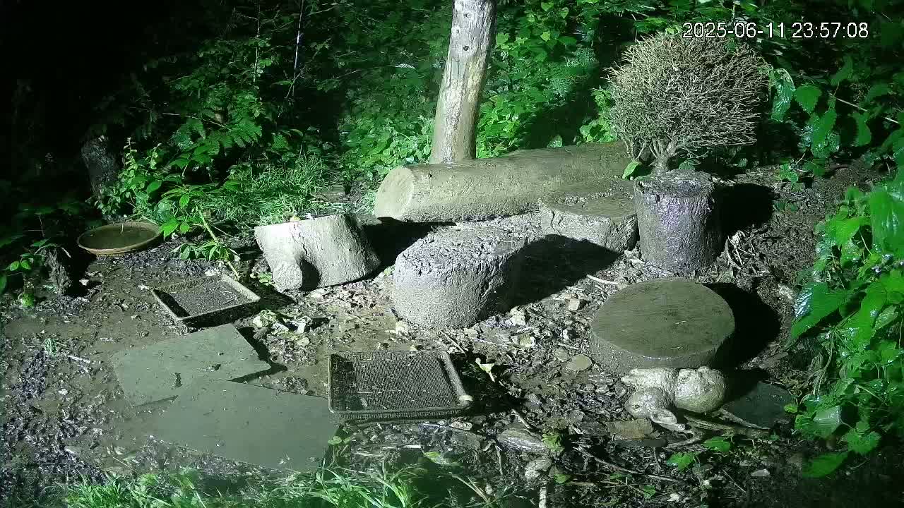Cornwall, Badgers Watching Pigeon Feeder Live Cam -  Helston, Cornwall, South West, England, United Kingdom