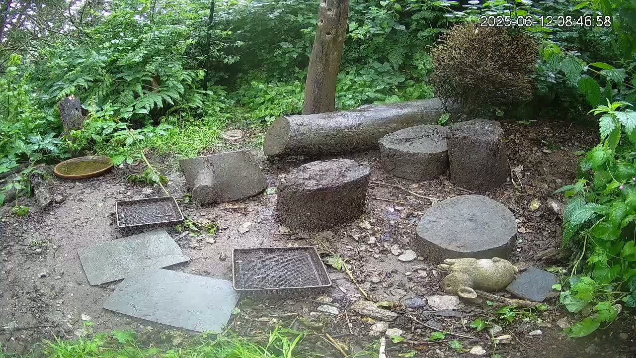 A damp, wooded area contains several cut logs, flat stones, small trays, and a small garden statue of a rabbit.