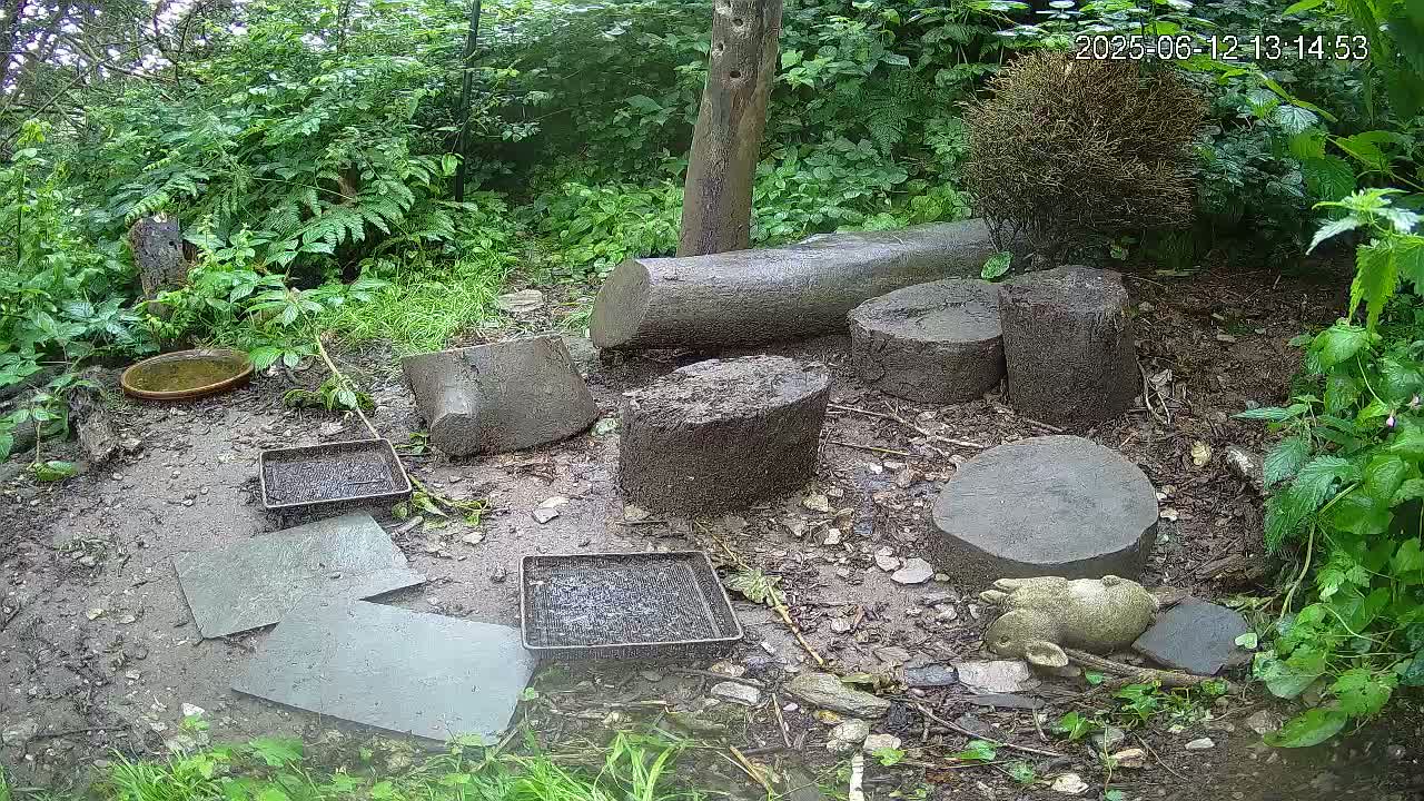 A damp, muddy ground in a wooded area contains several cut tree sections, shallow trays, flat stones, a small bird bath, and a small garden statue of an animal.