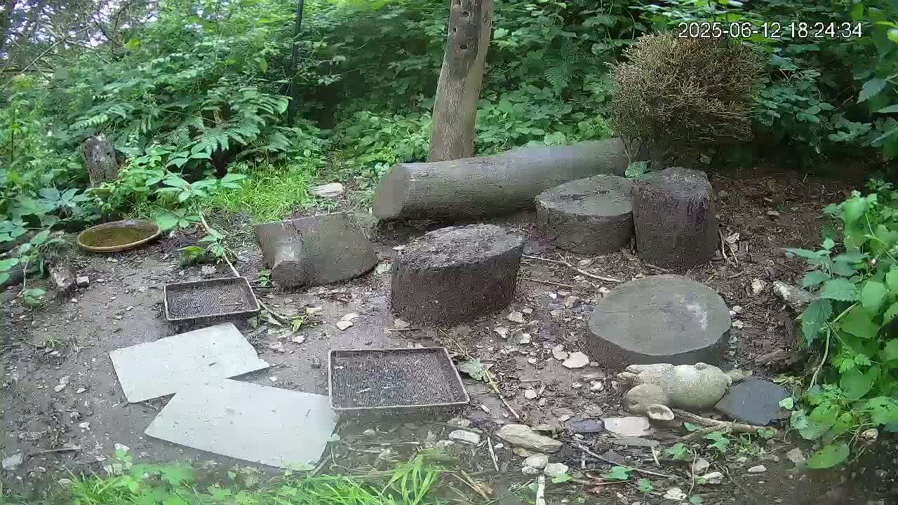 A muddy ground area surrounded by lush green vegetation contains several cut tree sections, small trays, pieces of cardboard, and a small animal statue, appearing damp from recent rain.