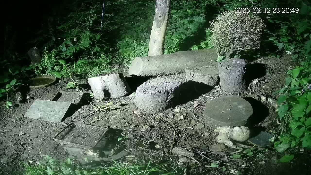 Cornwall, Badgers Watching Pigeon Feeder Live Cam -  Helston, Cornwall, South West, England, United Kingdom