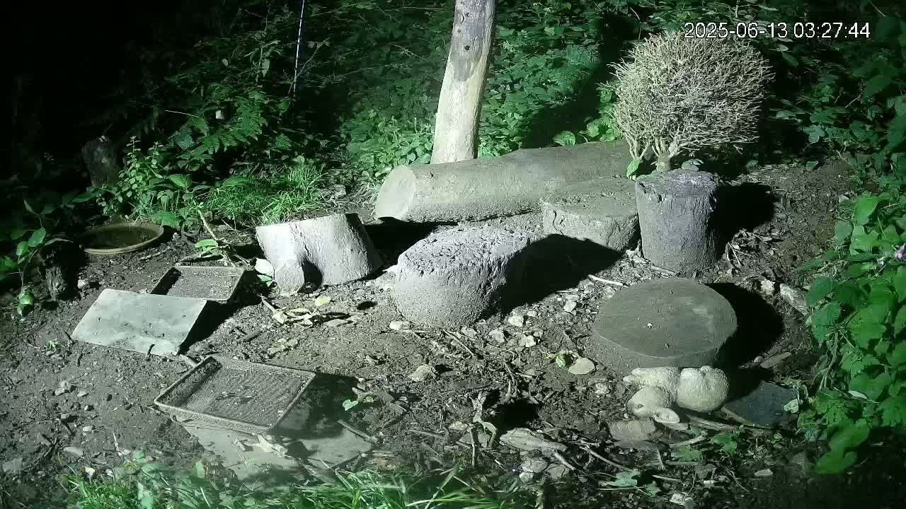 Cornwall, Badgers Watching Pigeon Feeder Live Cam -  Helston, Cornwall, South West, England, United Kingdom