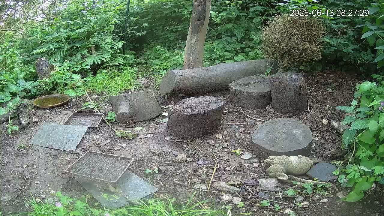 A ground-level view of a wooded area shows several tree stumps and other debris scattered on the damp ground amidst lush green vegetation.