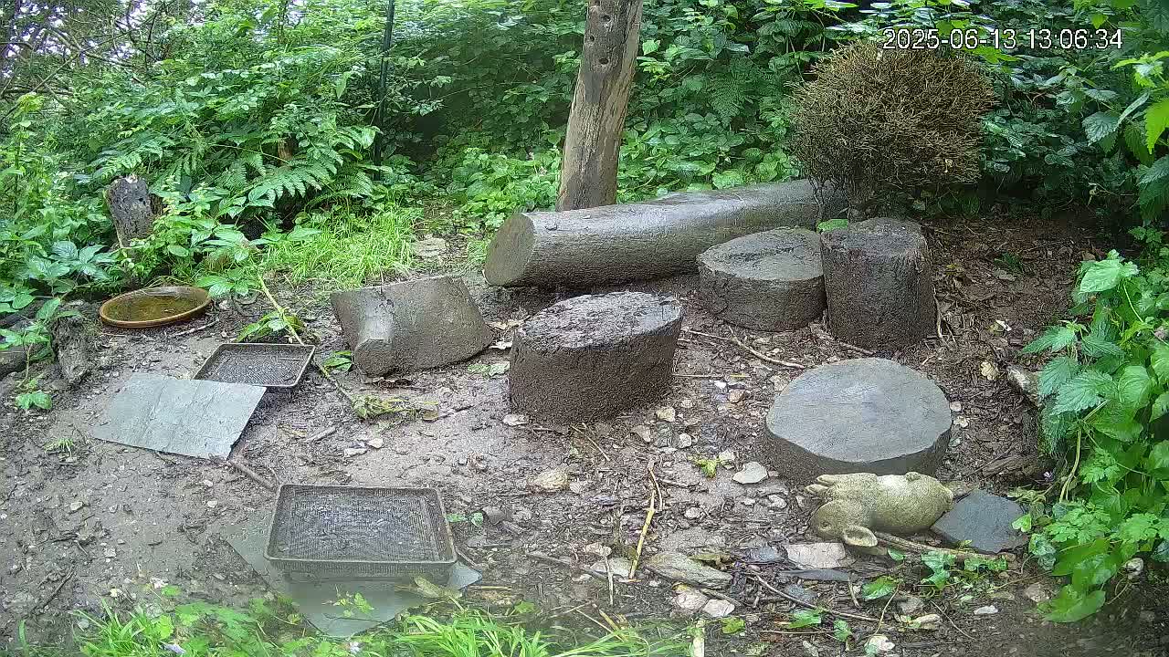 Several tree stumps and other muddy debris are scattered on the ground in a wooded area, with small trays and a shallow dish also present.