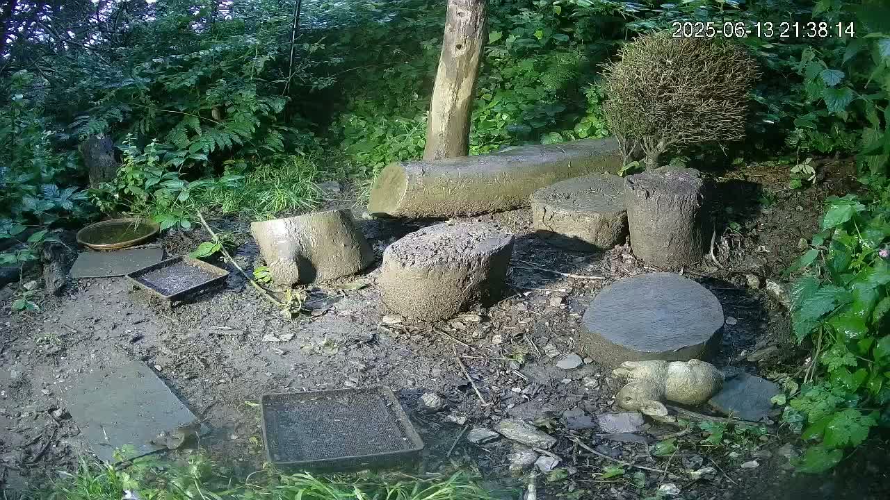 A muddy outdoor area with several cut tree stumps, small dishes, and a small rabbit statue, surrounded by lush green vegetation.