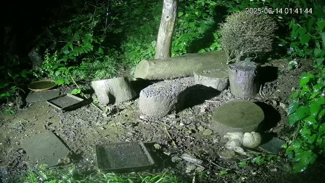 Cornwall, Badgers Watching Pigeon Feeder Live Cam -  Helston, Cornwall, South West, England, United Kingdom