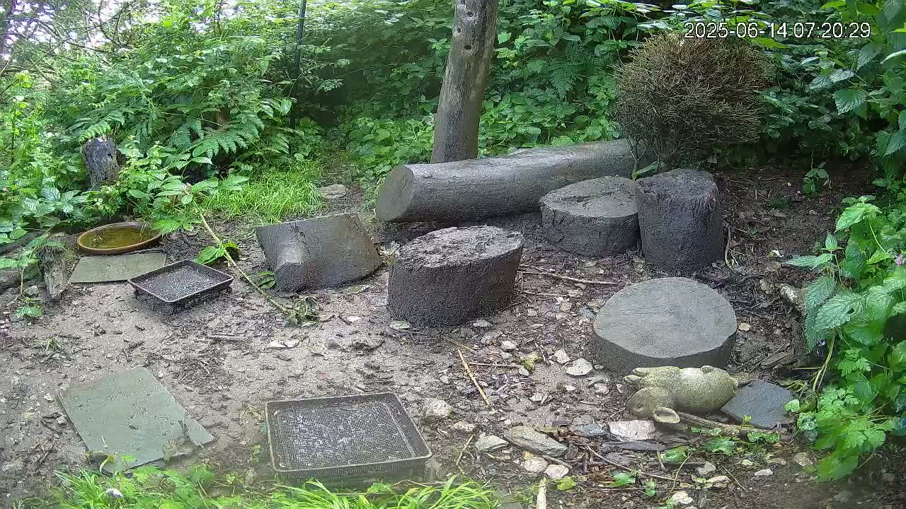 Cornwall, Badgers Watching Pigeon Feeder Live Cam -  Helston, Cornwall, South West, England, United Kingdom