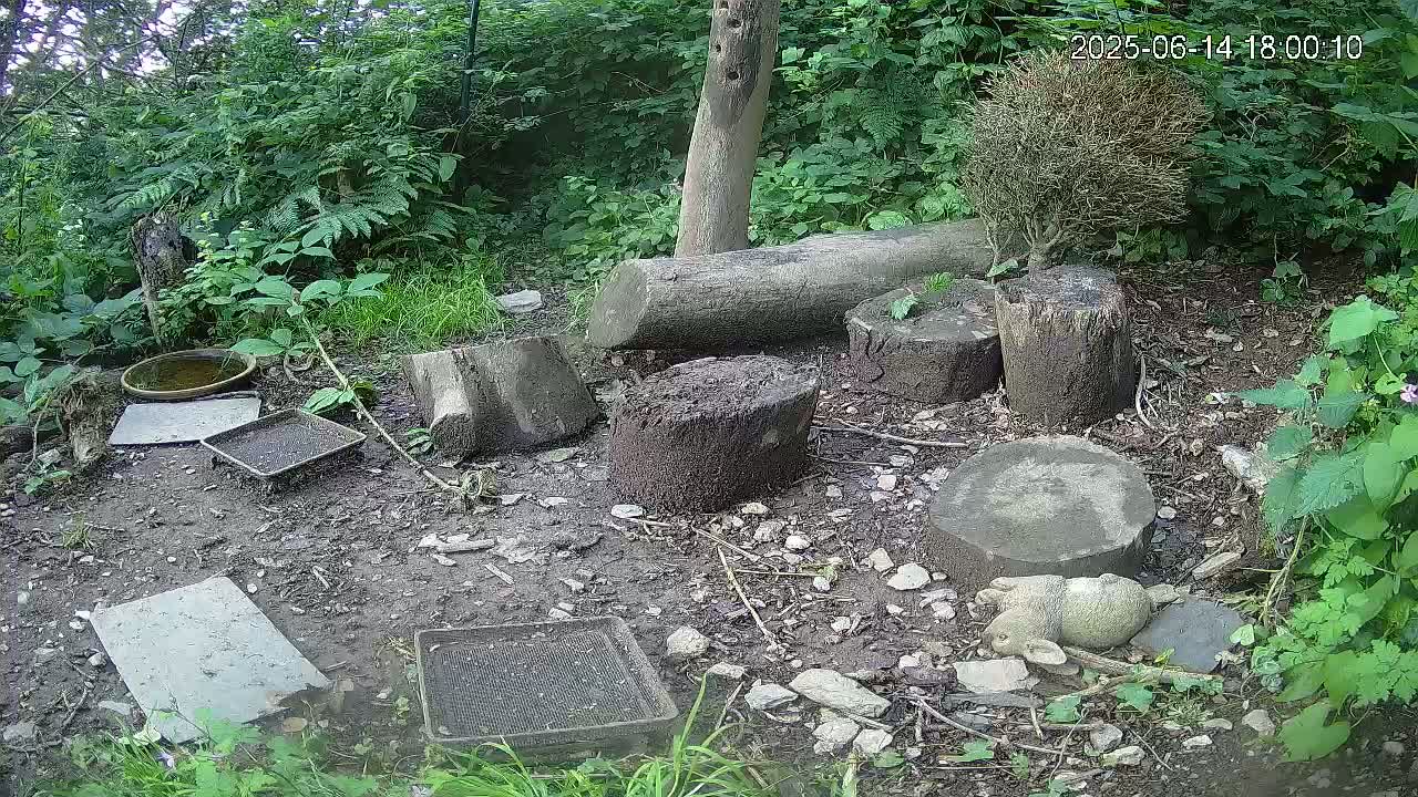 A small, wooded area contains several cut tree stumps, a shallow dish, and various trays scattered on the ground, along with a small garden ornament of an animal.