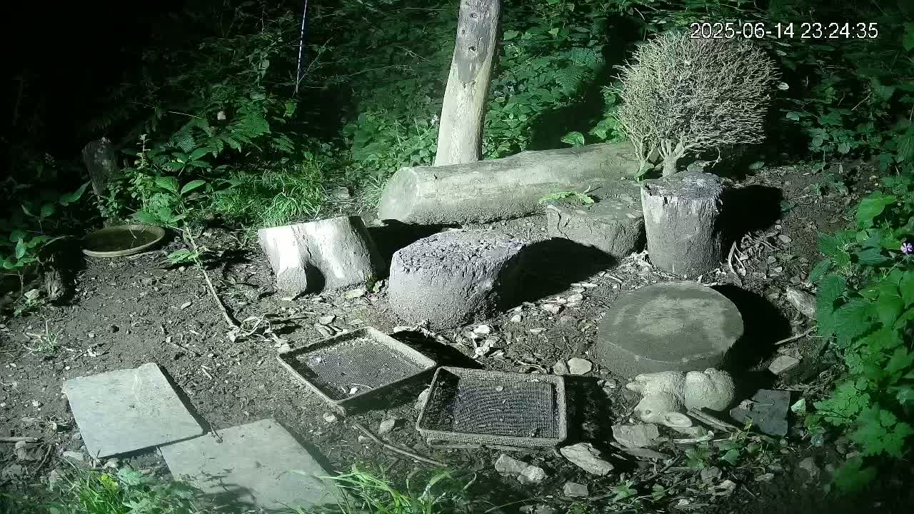 A small, wooded area contains several cut tree stumps, a shallow dish, and various trays scattered on the ground, along with a small garden ornament of an animal.