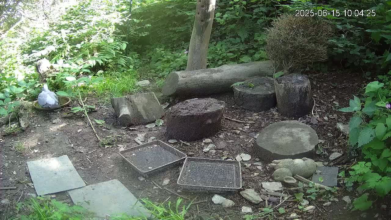 A bird drinks from a bowl in a shaded, wooded area containing several cut tree trunks, stones, and small, mesh trays on the ground.