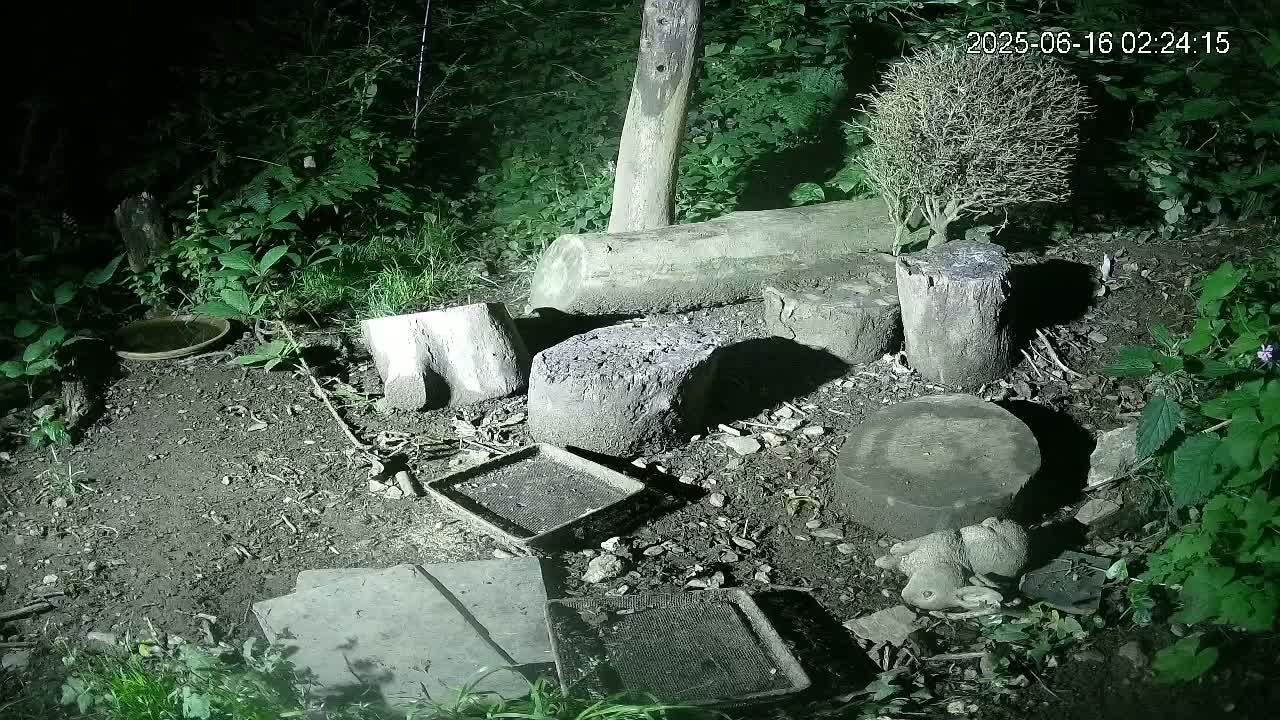 Cornwall, Badgers Watching Pigeon Feeder Live Cam -  Helston, Cornwall, South West, England, United Kingdom