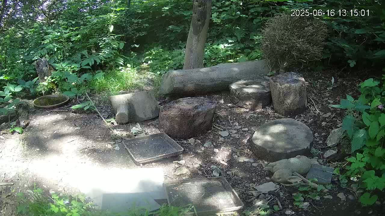 A sunny woodland scene with several tree stumps, a bird bath, and various flat objects scattered on the ground.