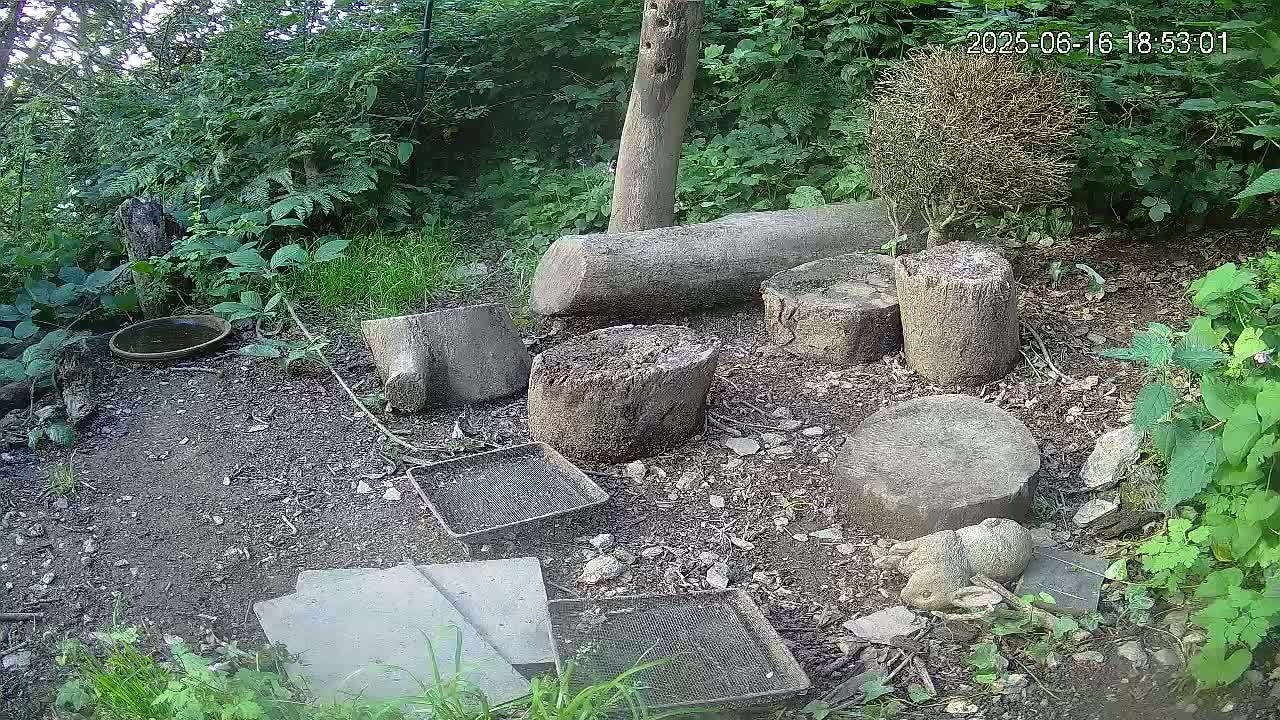 A small animal rests on the ground amidst several tree stumps and discarded trays, in a wooded area.