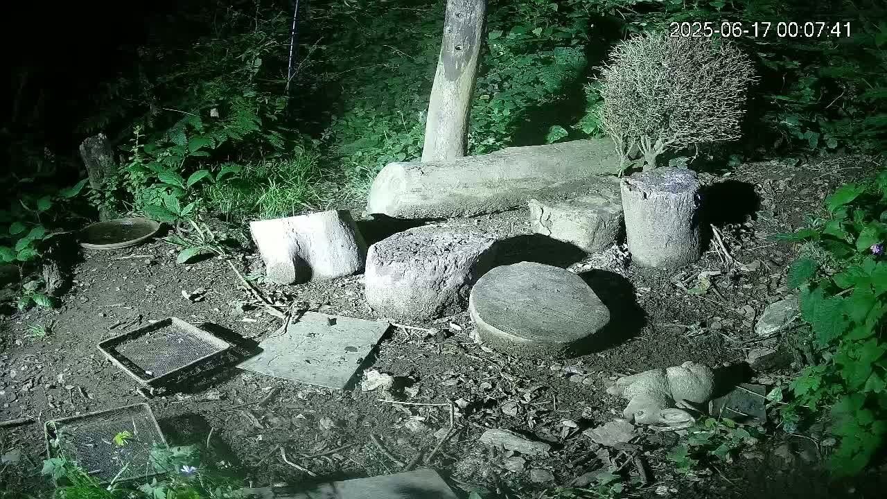 Cornwall, Badgers Watching Pigeon Feeder Live Cam -  Helston, Cornwall, South West, England, United Kingdom