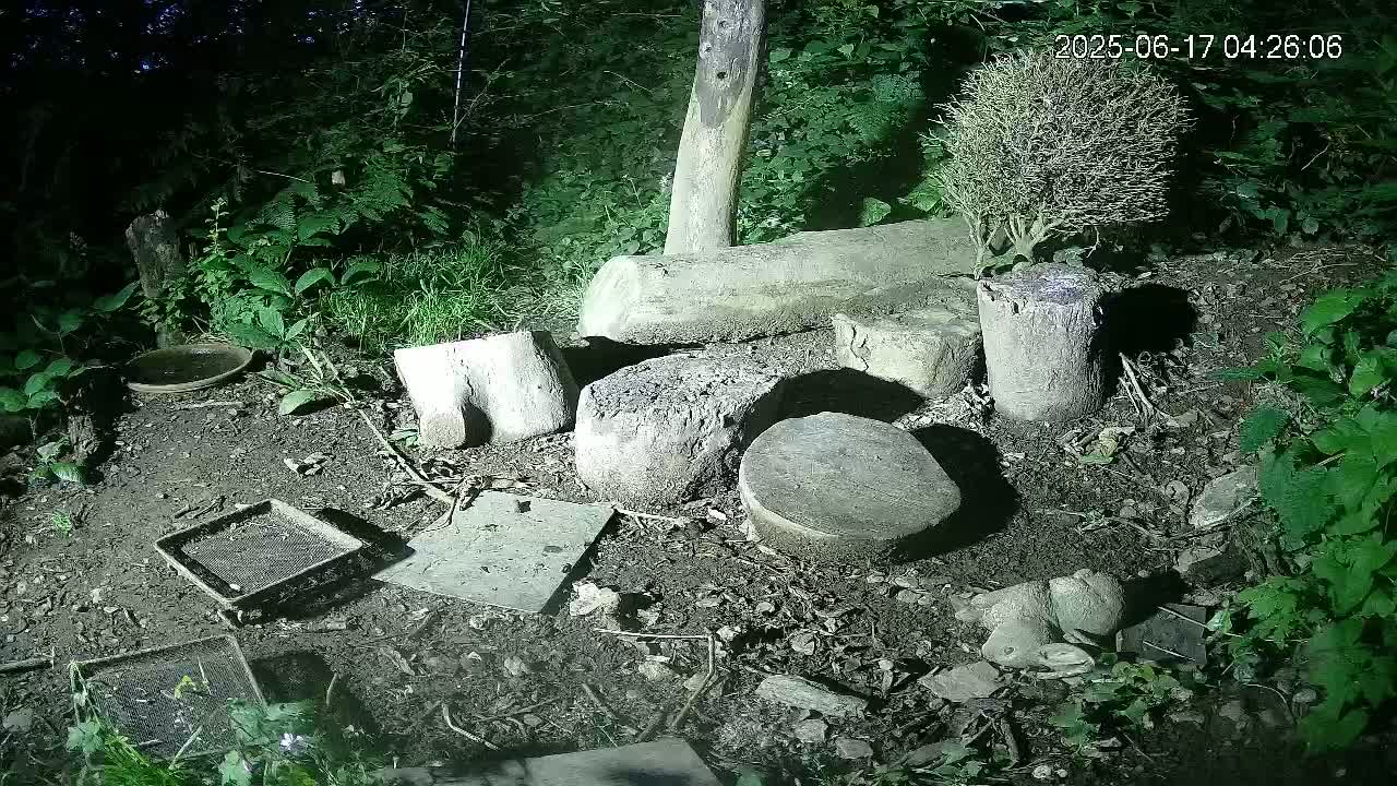 Cornwall, Badgers Watching Pigeon Feeder Live Cam -  Helston, Cornwall, South West, England, United Kingdom