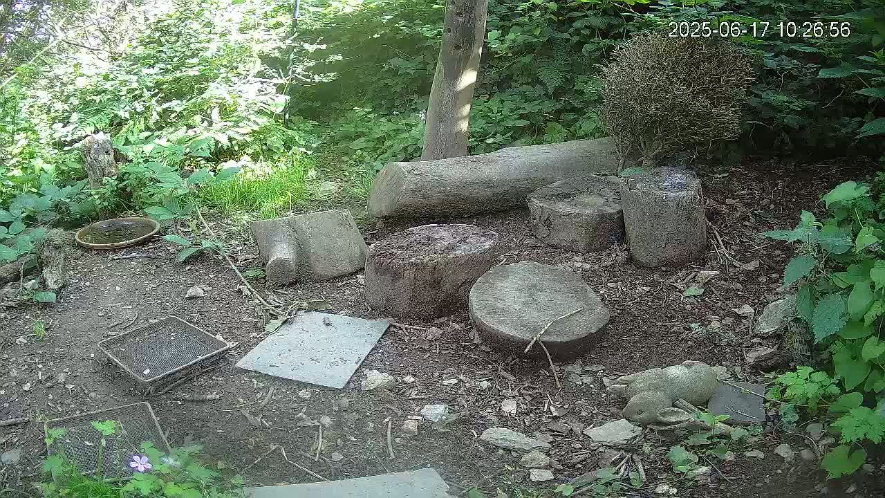Several tree stumps and other pieces of wood are scattered on the ground in a shady, wooded area, along with a small birdbath, several metal mesh trays, and a small stone animal statue.