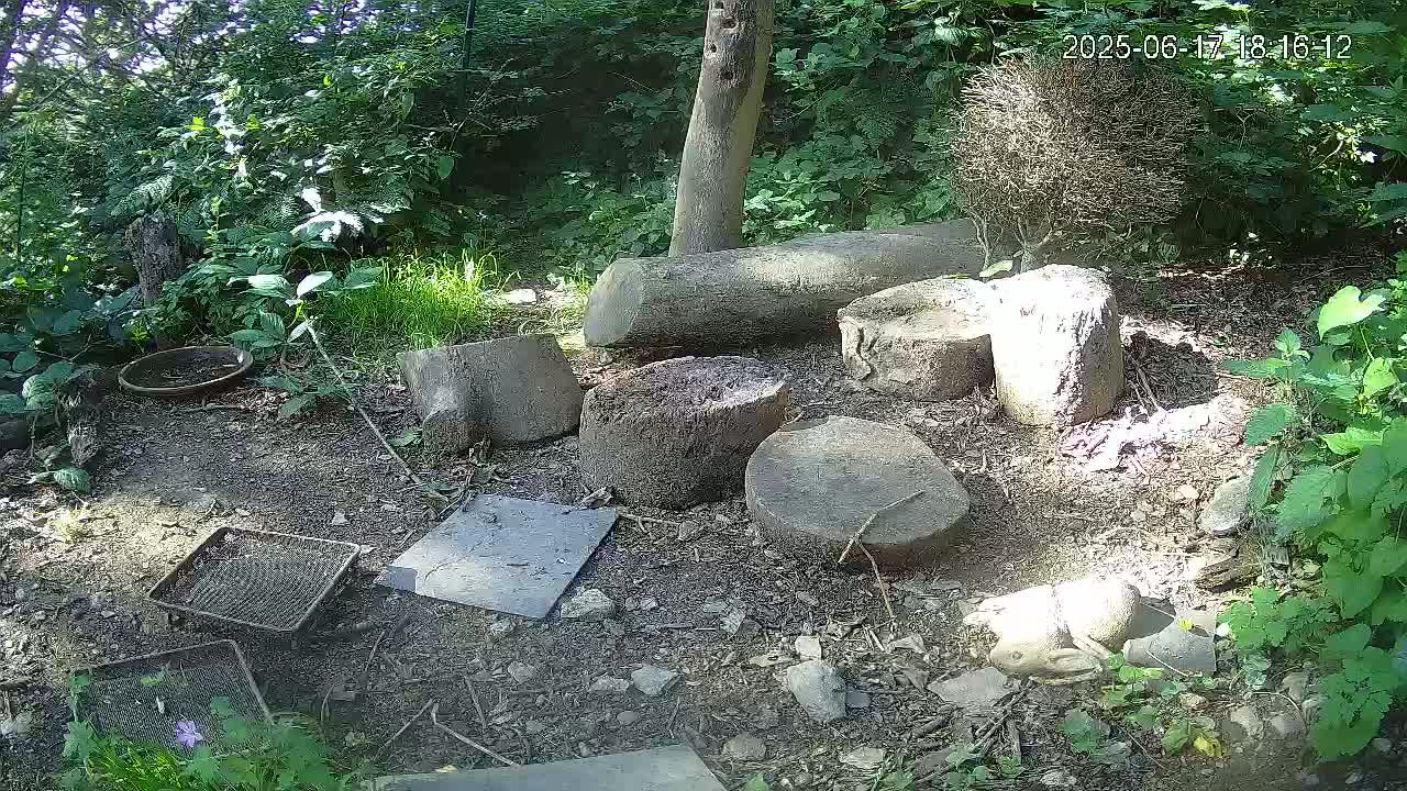 A shady woodland area with several tree stumps and other debris scattered on the ground, surrounded by lush green vegetation.