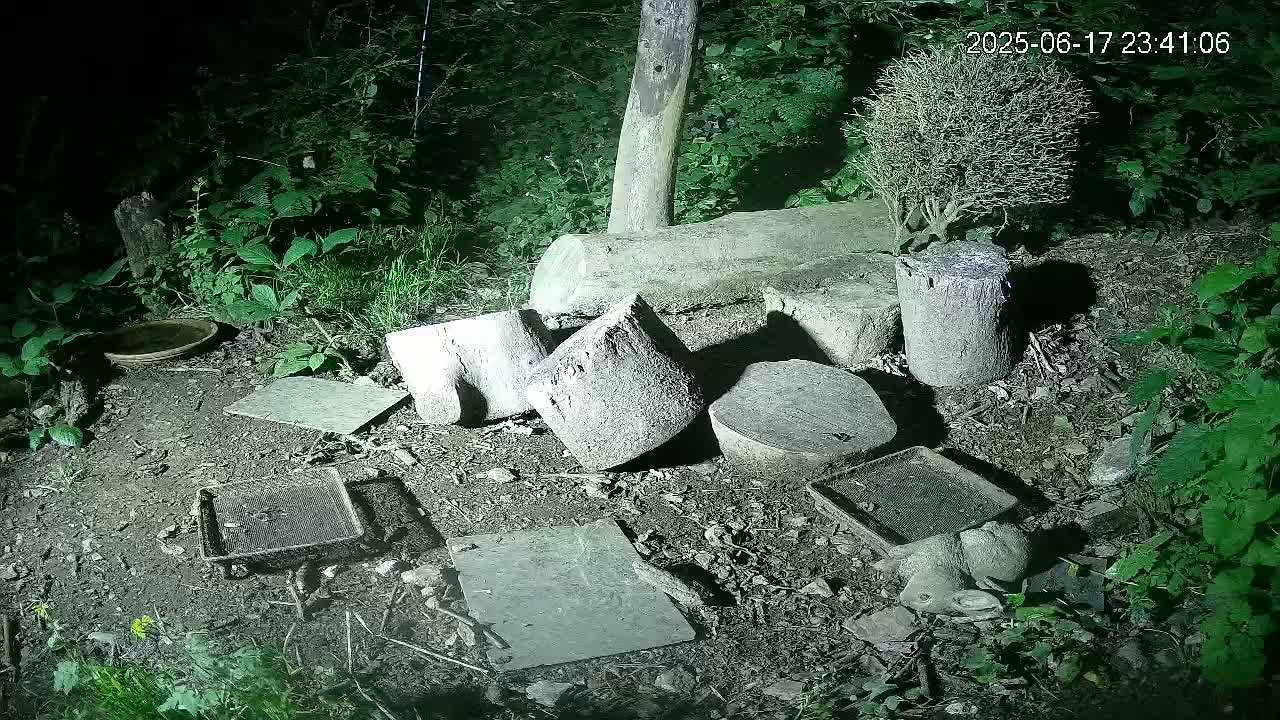 Cornwall, Badgers Watching Pigeon Feeder Live Cam -  Helston, Cornwall, South West, England, United Kingdom