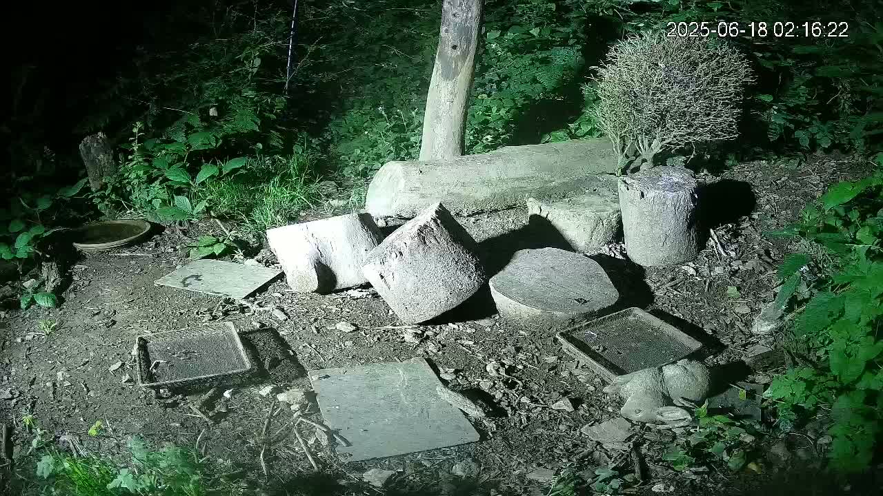 Cornwall, Badgers Watching Pigeon Feeder Live Cam -  Helston, Cornwall, South West, England, United Kingdom