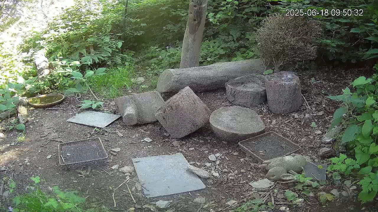 A shady, wooded area contains several stone blocks and stumps scattered on the ground, along with a small bird bath, metal grates, and a small stone rabbit statue.