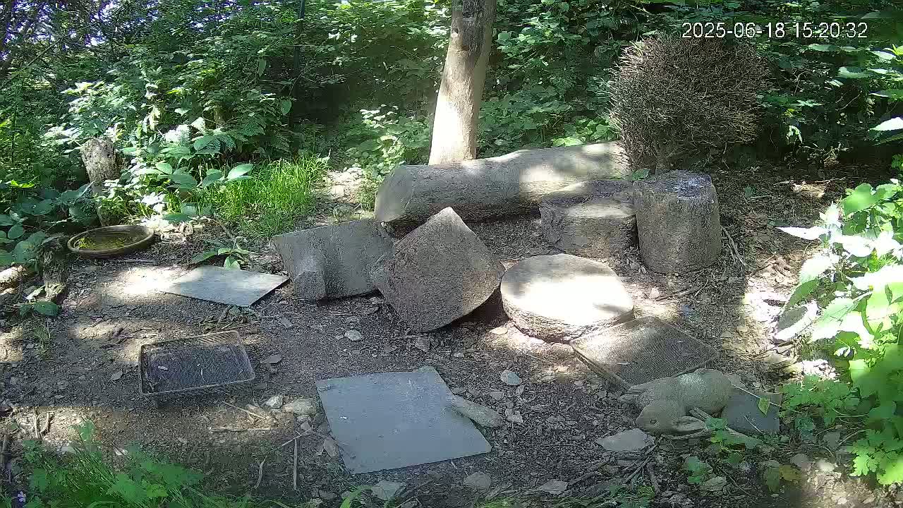 A small animal rests near several pieces of grey stone and tree stumps on the ground in a sun-dappled wooded area.