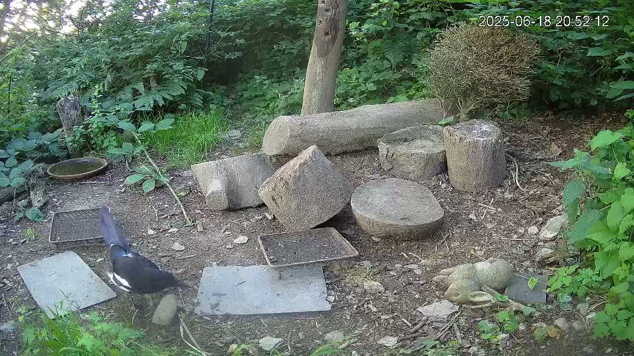 Cornwall, Badgers Watching Pigeon Feeder Live Cam -  Helston, Cornwall, South West, England, United Kingdom