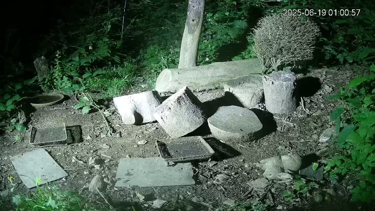 Cornwall, Badgers Watching Pigeon Feeder Live Cam -  Helston, Cornwall, South West, England, United Kingdom