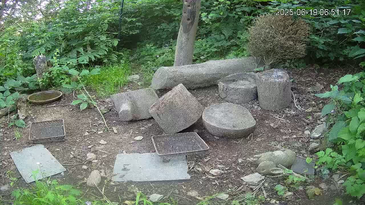 Cornwall, Badgers Watching Pigeon Feeder Live Cam -  Helston, Cornwall, South West, England, United Kingdom