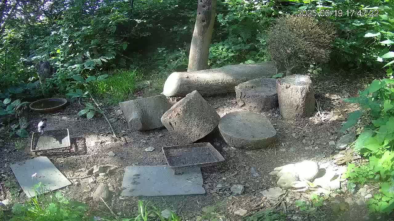 A small bird is near several shallow trays on the ground amongst cut tree trunks and lush green foliage in dappled sunlight.