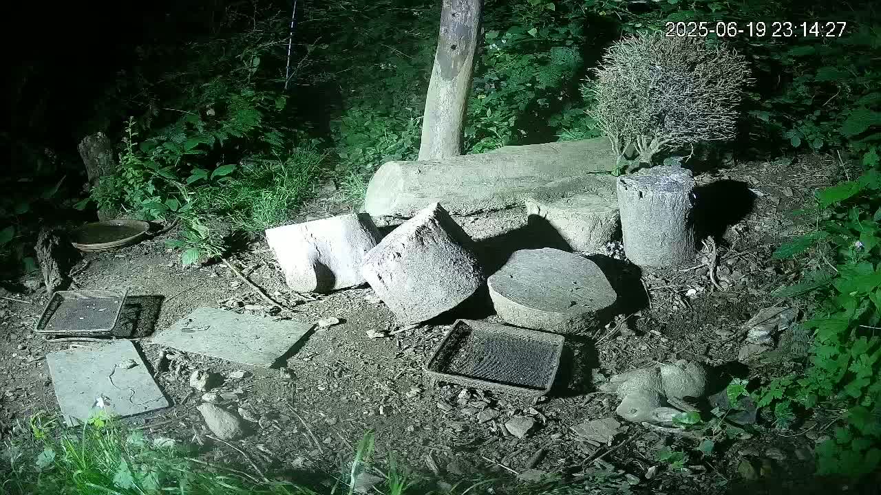 Cornwall, Badgers Watching Pigeon Feeder Live Cam -  Helston, Cornwall, South West, England, United Kingdom