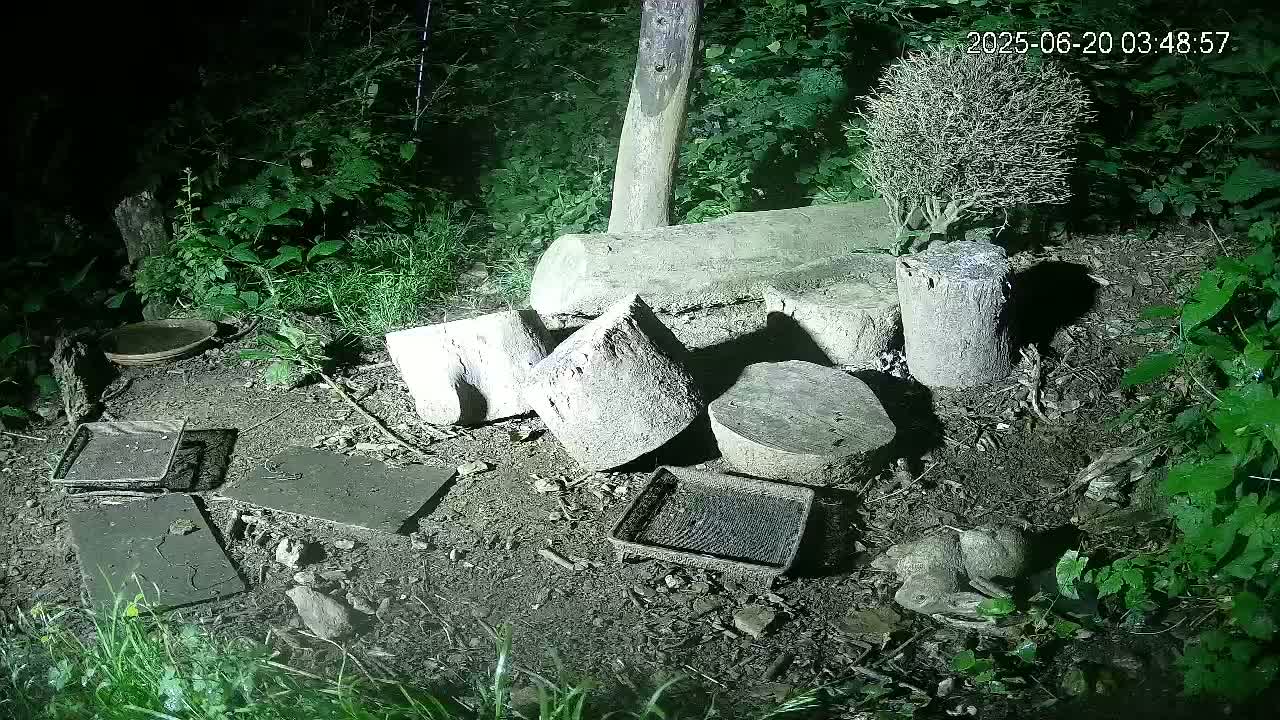 Cornwall, Badgers Watching Pigeon Feeder Live Cam -  Helston, Cornwall, South West, England, United Kingdom