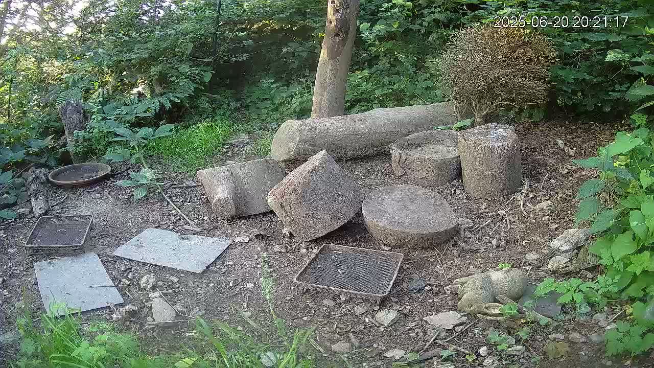 Cornwall, Badgers Watching Pigeon Feeder Live Cam -  Helston, Cornwall, South West, England, United Kingdom