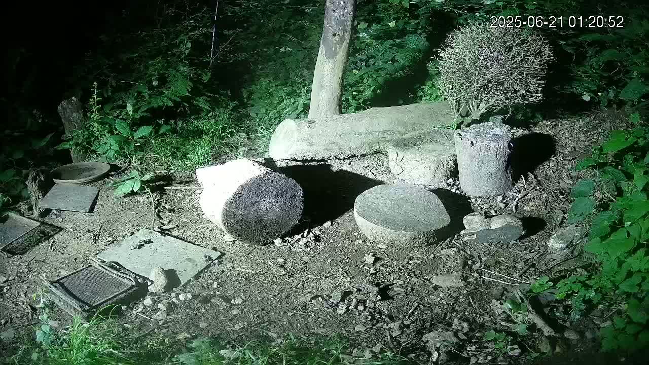 Cornwall, Badgers Watching Pigeon Feeder Live Cam -  Helston, Cornwall, South West, England, United Kingdom