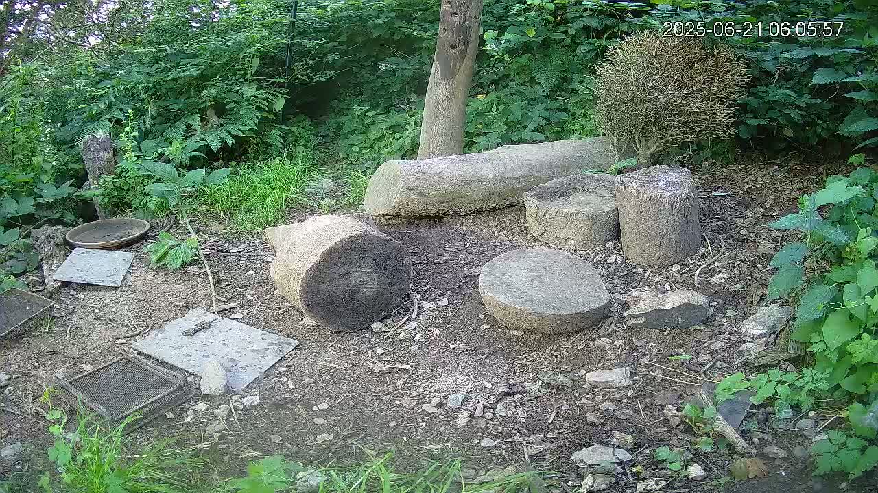 Cornwall, Badgers Watching Pigeon Feeder Live Cam -  Helston, Cornwall, South West, England, United Kingdom
