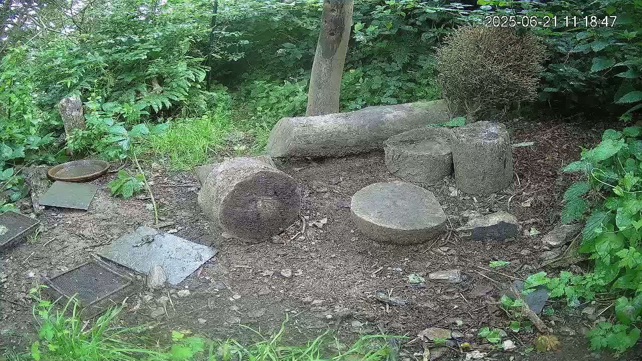 Several cut logs and flat stones are scattered on the ground amidst lush green vegetation in a damp, shaded outdoor area.