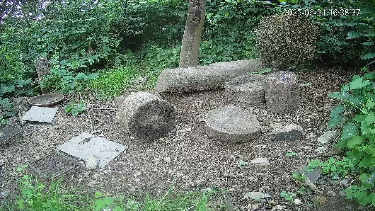 Several tree stumps and logs are scattered on the ground in a wooded area with lush green vegetation.