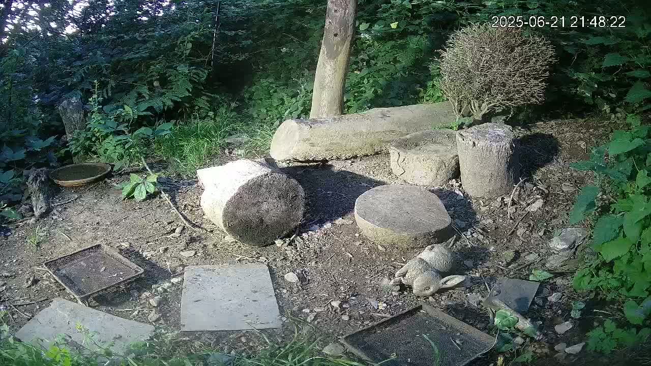 Cornwall, Badgers Watching Pigeon Feeder Live Cam -  Helston, Cornwall, South West, England, United Kingdom