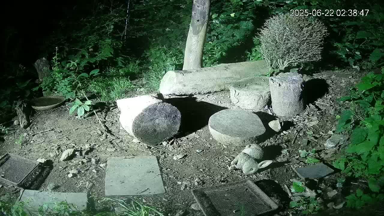 Cornwall, Badgers Watching Pigeon Feeder Live Cam -  Helston, Cornwall, South West, England, United Kingdom