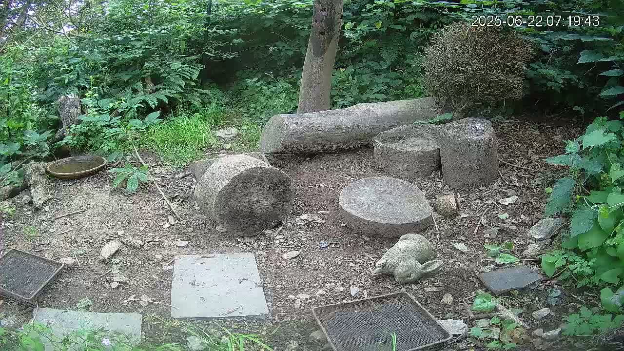 Cornwall, Badgers Watching Pigeon Feeder Live Cam -  Helston, Cornwall, South West, England, United Kingdom