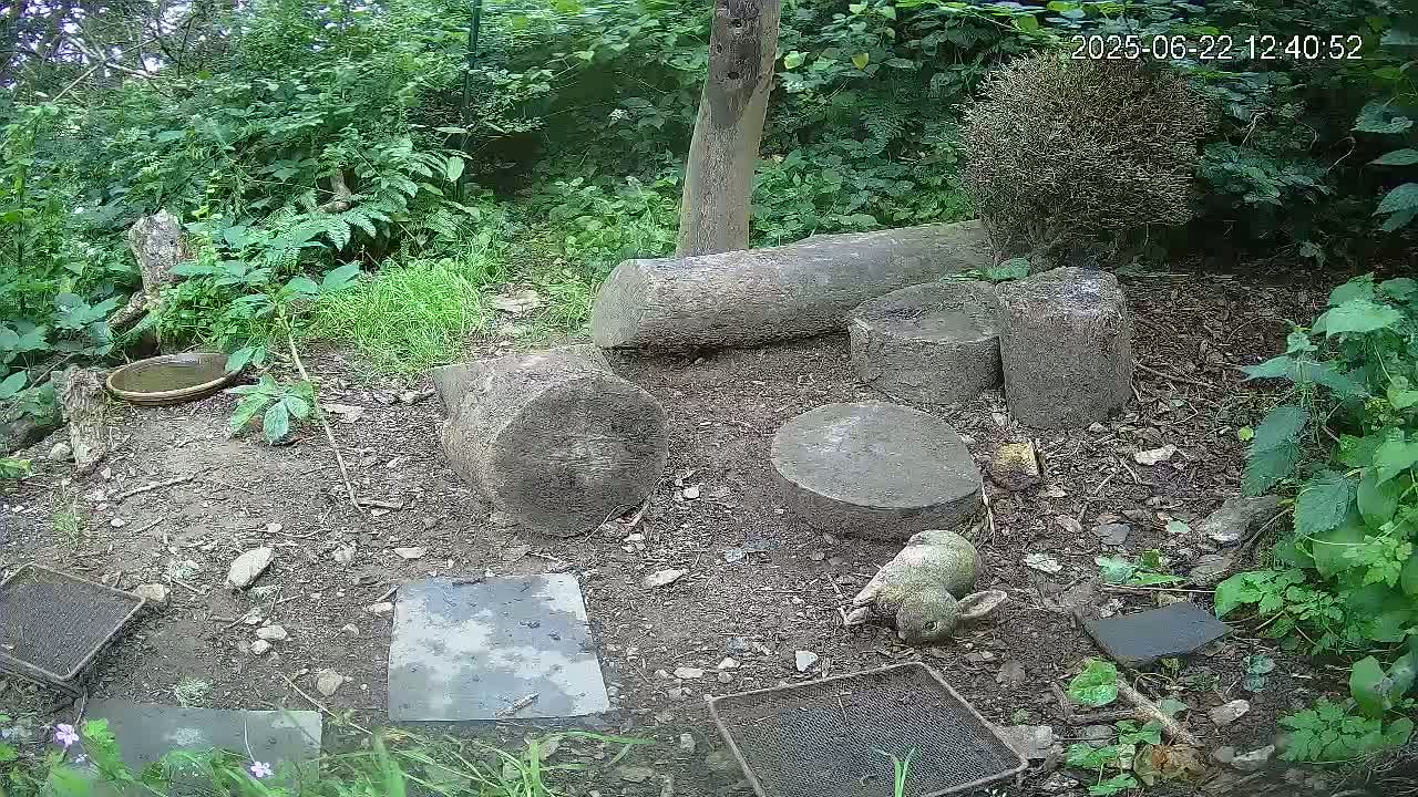 A small animal rests near several large stones and a shallow dish of water in a shaded, wooded area.