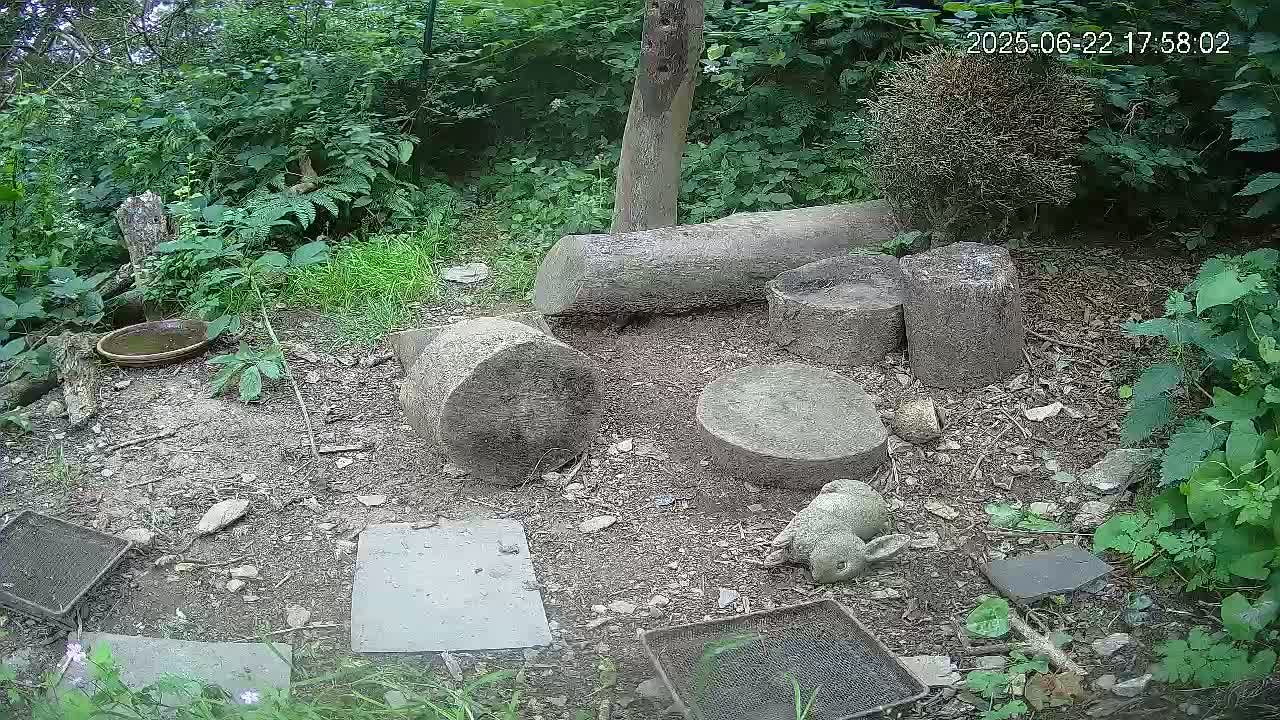 A small animal rests near several cut logs and stone disks scattered on the ground amidst lush green vegetation in a shaded area.