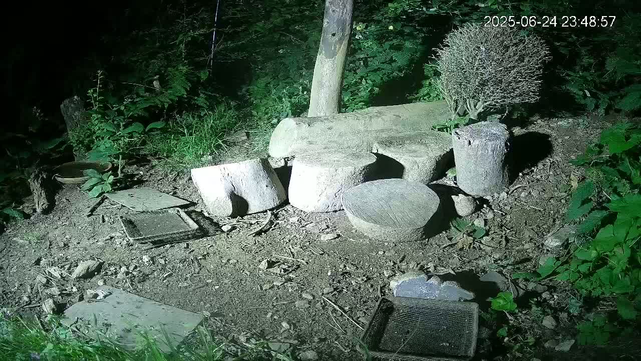 Cornwall, Badgers Watching Pigeon Feeder Live Cam -  Helston, Cornwall, South West, England, United Kingdom