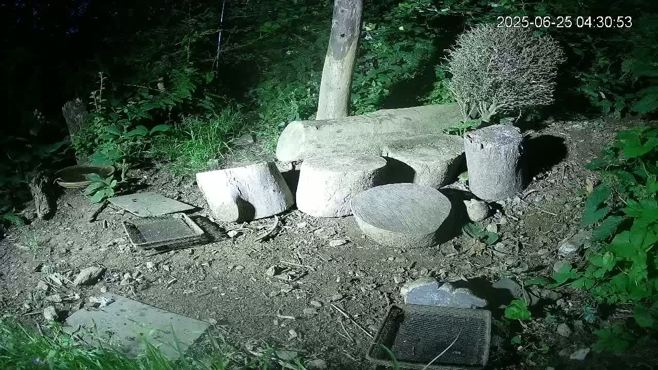 Cornwall, Badgers Watching Pigeon Feeder Live Cam -  Helston, Cornwall, South West, England, United Kingdom