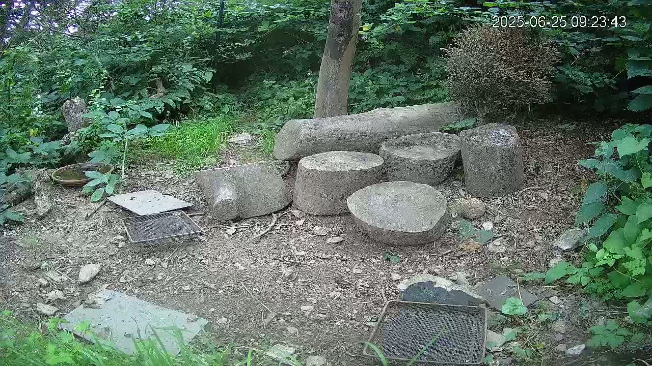 Cornwall, Badgers Watching Pigeon Feeder Live Cam -  Helston, Cornwall, South West, England, United Kingdom