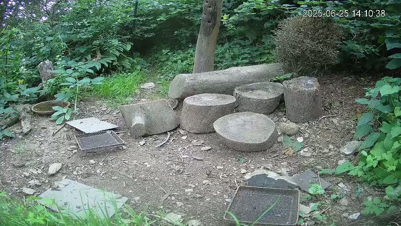 Cornwall, Badgers Watching Pigeon Feeder Live Cam -  Helston, Cornwall, South West, England, United Kingdom