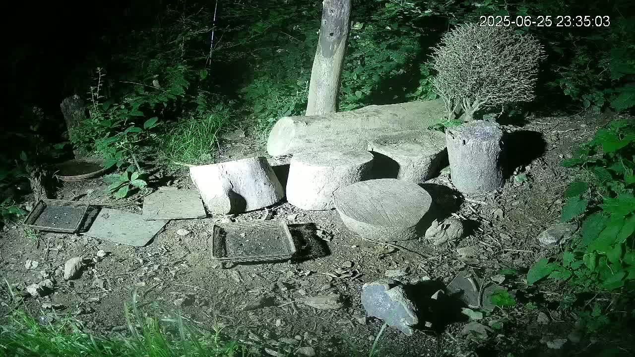Cornwall, Badgers Watching Pigeon Feeder Live Cam -  Helston, Cornwall, South West, England, United Kingdom