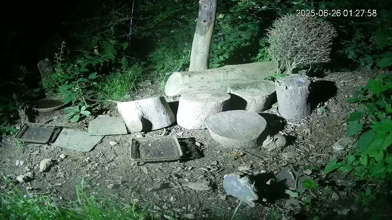 Cornwall, Badgers Watching Pigeon Feeder Live Cam -  Helston, Cornwall, South West, England, United Kingdom