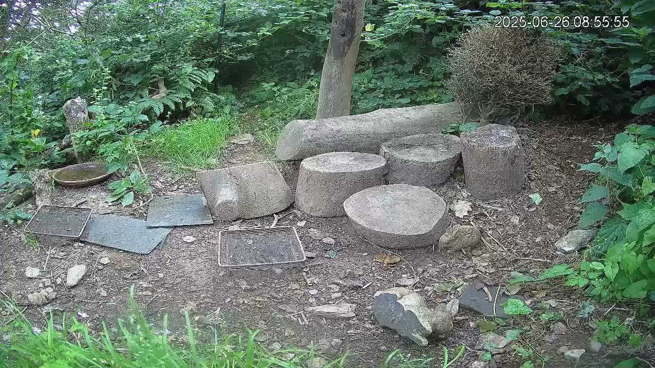 Several concrete cylinders and flat stones are scattered on the ground amidst lush green vegetation in a shaded outdoor area.
