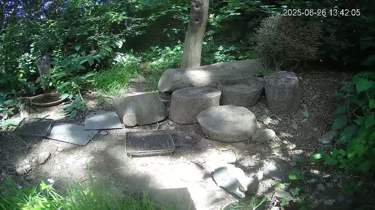 Cornwall, Badgers Watching Pigeon Feeder Live Cam -  Helston, Cornwall, South West, England, United Kingdom